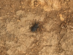 Steremnius carinatus