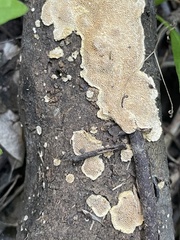 Steccherinaceae