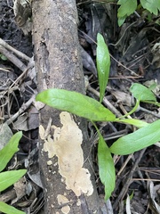 Steccherinaceae