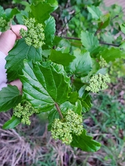 Viburnum scabrellum