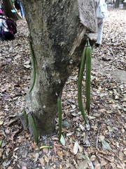 Vochysiaceae