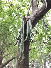 Vochysiaceae
