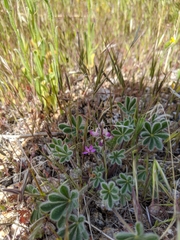 Lupinus concinnus orcuttii