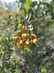 Ceanothus megacarpus megacarpus