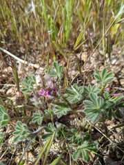Lupinus concinnus orcuttii