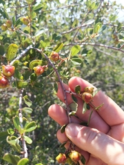 Ceanothus megacarpus megacarpus
