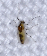 Cricotopus sylvestris