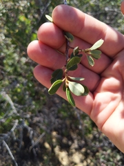 Ceanothus megacarpus megacarpus