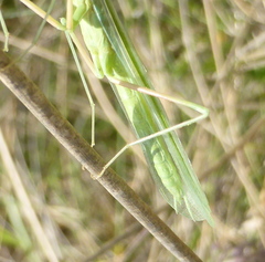 Miomantis