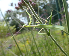 Miomantis