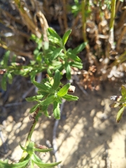 Baccharis plummerae