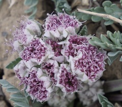 Vesper montanus