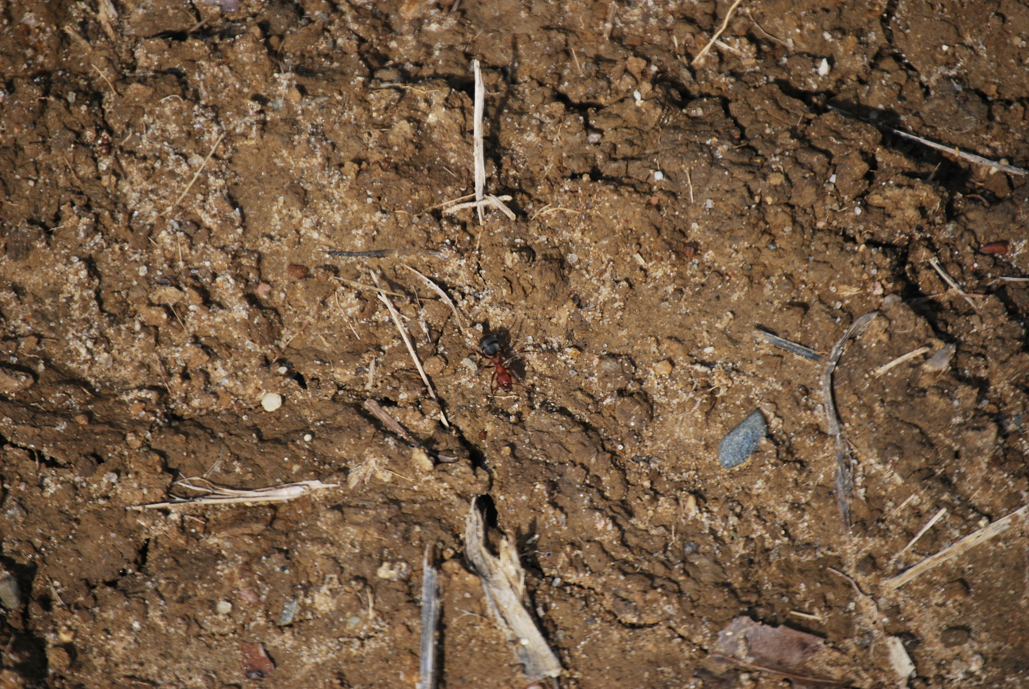Formica prociliata
