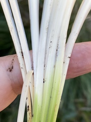 Xerophyllum asphodeloides