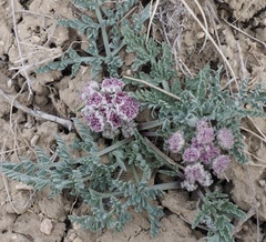 Vesper montanus