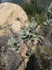 Eriodictyon traskiae