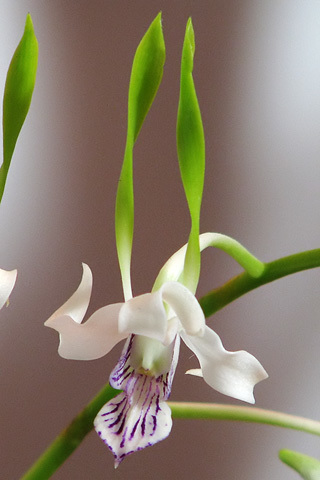 Dendrobium antennatum