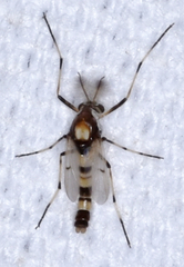 Coelotanypus tricolor