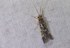 Macrostemum floridum