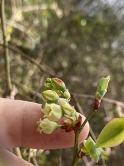 Vaccinium formosum