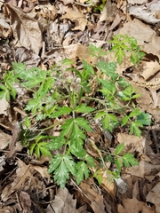 Hydrophyllum appendiculatum