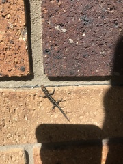 Cryptoblepharus virgatus