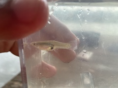 Poecilia reticulata