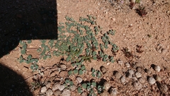 Euphorbia albomarginata