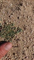 Euphorbia albomarginata