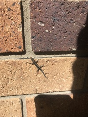 Cryptoblepharus virgatus
