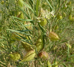 Gomphocarpus fruticosus fruticosus