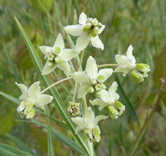 Gomphocarpus fruticosus fruticosus
