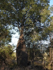 Brachychiton rupestris