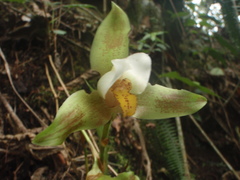 Lycaste deppei