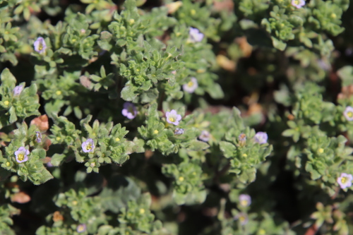 Image of Nama stenocarpa by (c) Millie Basden, some rights reserved (CC BY)