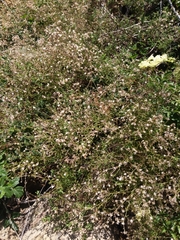 Baccharis plummerae