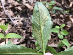 Uromyces ari-triphylli