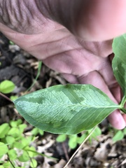 Uromyces ari-triphylli