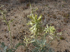 Astragalus oxyphysus