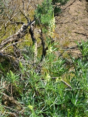 Lupinus sulphureus