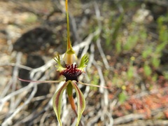 Caladenia septuosa