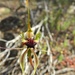 Caladenia septuosa - Photo (c) Frank Whitlock, algunos derechos reservados (CC BY-NC), uploaded by Frank Whitlock