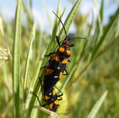 Oncopeltus famelicus