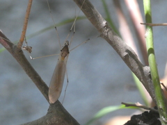 Holorusia hespera
