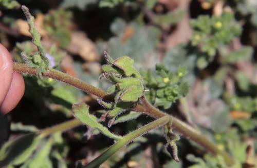 Image of Nama stenocarpa by (c) Millie Basden, some rights reserved (CC BY)