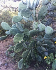Opuntia quimilo