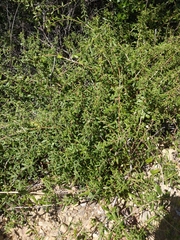 Lonicera subspicata subspicata