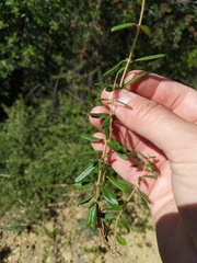 Lonicera subspicata subspicata