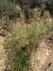 Baccharis plummerae