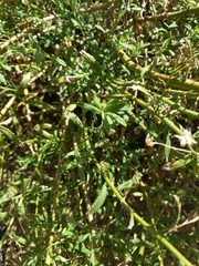 Baccharis plummerae